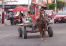 A la fecha ya se jubilaron 7 equinos que eran utilizados como animales de carga en León.