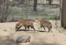 Hienas del zoológico de Irapuato logran adaptarse y entrarán en proceso de reproducción.