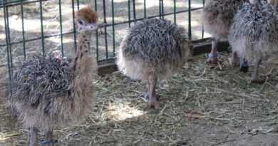Zoológico de León registra el nacimiento de 4 crías de avestruz.