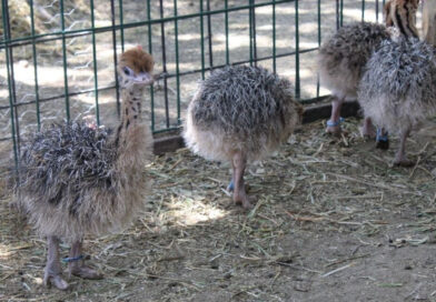 Zoológico de León registra el nacimiento de 4 crías de avestruz.