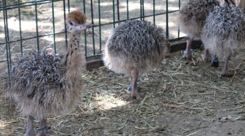 Zoológico de León registra el nacimiento de 4 crías de avestruz.