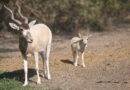 Dos crías de Addax nacen en el Zoológico de León en un esfuerzo por preservar esta especie en peligro.