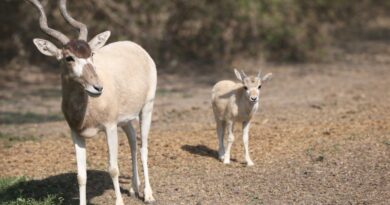 Dos crías de Addax nacen en el Zoológico de León en un esfuerzo por preservar esta especie en peligro.