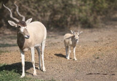 Dos crías de Addax nacen en el Zoológico de León en un esfuerzo por preservar esta especie en peligro.