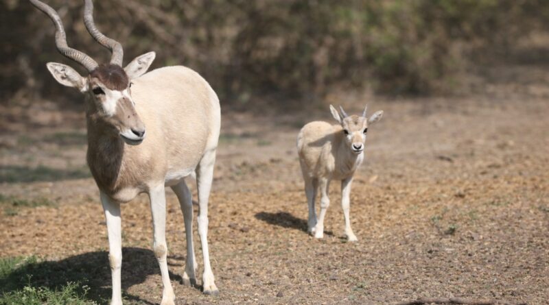 Dos crías de Addax nacen en el Zoológico de León en un esfuerzo por preservar esta especie en peligro.