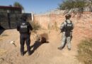 Policía estatal logra aseguramiento de 42 mil litros de huachicol en Villagrán y Apaseo el Grande.