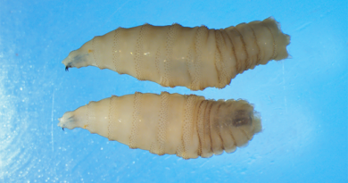 Detectan primer caso de gusano barrenador en Guanajuato, fue en Apaseo el Grande.