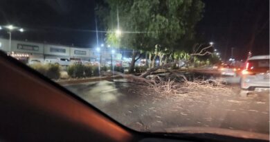 Fuertes ráfagas de viento dejan árboles caídos y otras incidencias en León.