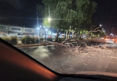 Fuertes ráfagas de viento dejan árboles caídos y otras incidencias en León.