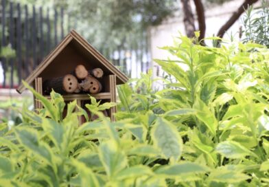 León mejora su biodiversidad urbana con la creación de nuevos espacios verdes y protección de especies nativas.