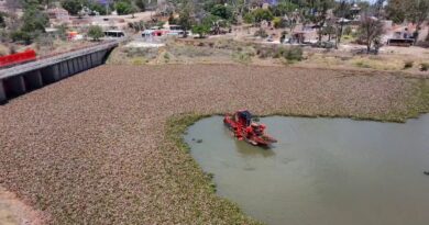 CONAGUA avanza en el retiro de lirio acuático en la Presa Ignacio Allende.