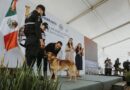 Encabeza gobernadora ceremonia de jubilación de 10 caninos por 7 años de servicio en la Secretaría de Seguridad.