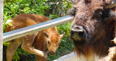 ZooIógico de Irapuato anuncia el nacimiento de una cría de bisonte americano.