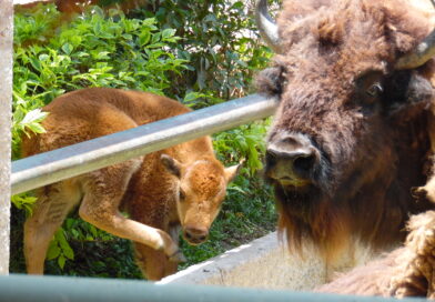 ZooIógico de Irapuato anuncia el nacimiento de una cría de bisonte americano.