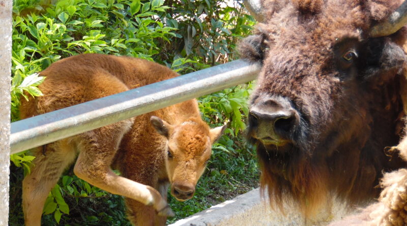 ZooIógico de Irapuato anuncia el nacimiento de una cría de bisonte americano.