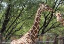 Investigan muerte de jirafa reticulada ocurrida en condiciones extrañas dentro del Zoológico de León.