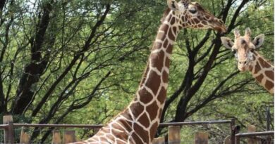 Investigan muerte de jirafa reticulada ocurrida en condiciones extrañas dentro del Zoológico de León.