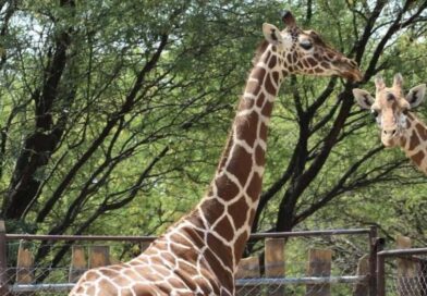 Investigan muerte de jirafa reticulada ocurrida en condiciones extrañas dentro del Zoológico de León.