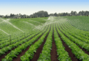 Descartan que brote de Cyclospora en Estados Unidos tenga su origen en lechugas contaminadas de Guanajuato.