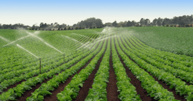 Descartan que brote de Cyclospora en Estados Unidos tenga su origen en lechugas contaminadas de Guanajuato.
