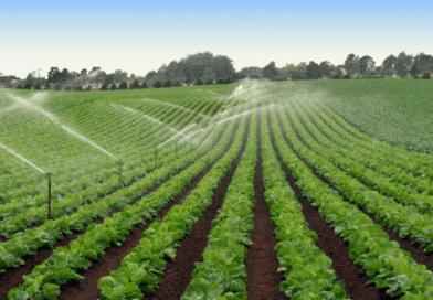 Descartan que brote de Cyclospora en Estados Unidos tenga su origen en lechugas contaminadas de Guanajuato.