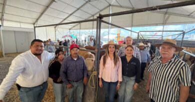 Gobierno de Silao entrega sementales para impulsar el mejoramiento genético del hato ganadero.