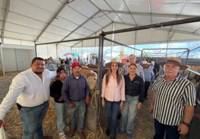 Gobierno de Silao entrega sementales para impulsar el mejoramiento genético del hato ganadero.
