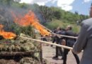 Fiscalía de Guanajuato destruye más de 2 toneladas de marihuana asegurada en invernadero de Romita.