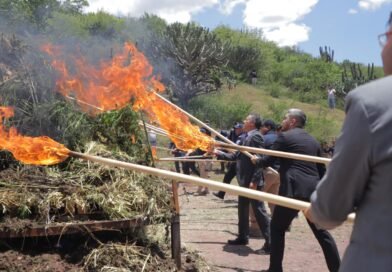 Fiscalía de Guanajuato destruye más de 2 toneladas de marihuana asegurada en invernadero de Romita.