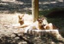 Nacen 5 venados cola blanca en el Zoológico de Irapuato.