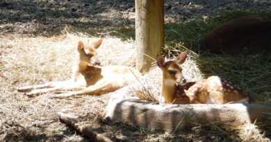 Nacen 5 venados cola blanca en el Zoológico de Irapuato.