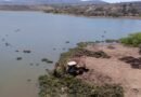 CONAGUA retira 18 mil métros cúbicos de lirio acuatico de la Presa Ignacio Allende, en San Miguel.