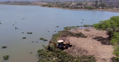 CONAGUA retira 18 mil métros cúbicos de lirio acuatico de la Presa Ignacio Allende, en San Miguel.