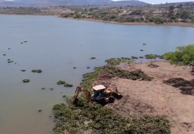 CONAGUA retira 18 mil métros cúbicos de lirio acuatico de la Presa Ignacio Allende, en San Miguel.