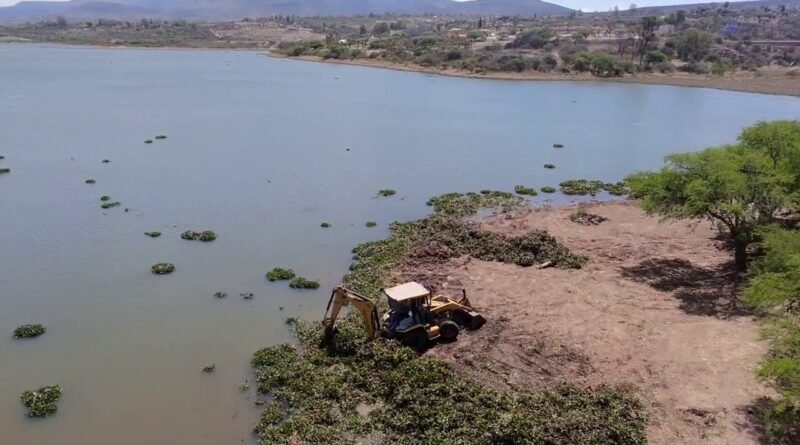 CONAGUA retira 18 mil métros cúbicos de lirio acuatico de la Presa Ignacio Allende, en San Miguel.